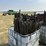 125x-5ft-used-t-posts-image-4
