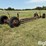 shop-built-trailer-image-5