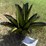 #101-•-metal-art---aloe-or-yucca-plant-image-3