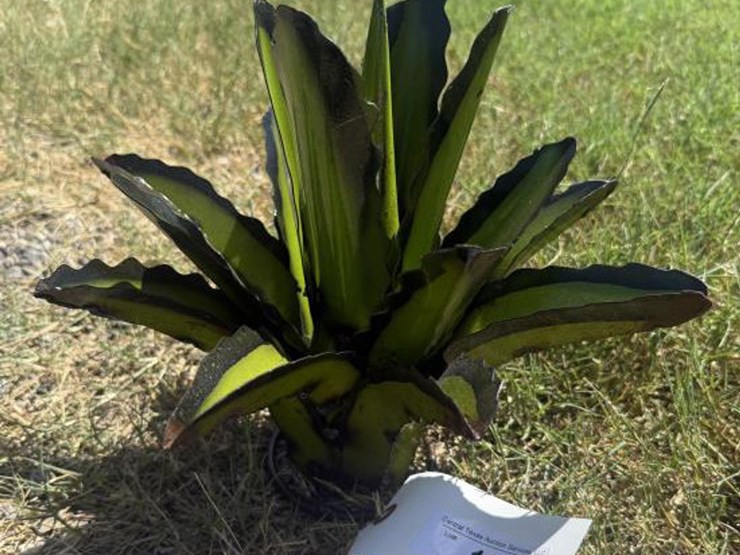 #101-•-metal-art---aloe-or-yucca-plant-image-3