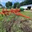 #9916-•-allis-chalmers-snap-coupler-field-cultivator-image-3