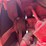 mccormick-farmall-h-tractor-image-21