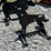 3/8"-ar500-steel-coyote-shooting-target-image-1