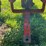 allis-chalmers-wc-image-13