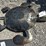 #128-•-metal-art---medium-brown-turtle-image-3