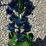 #136-•-metal-art---bluebonnet-image-1