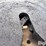 s/a-5th-wheel-trailer-dolly-image-14