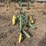 john-deere-pull-type-two-bottom-plow-image-4