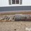 case-ih-8520-image-4