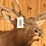 offsite---rocky-mountain-elk-mount-image-2