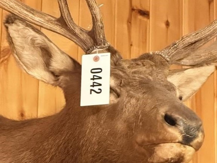 offsite---rocky-mountain-elk-mount-image-2