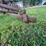 #9913-•-international-1-bottom-plow-image-8