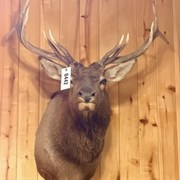 Offsite - Rocky Mountain Elk Mount
