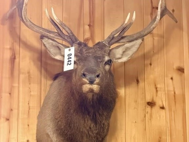 offsite---rocky-mountain-elk-mount-image-1