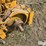 allis-chalmers-2-image-19