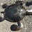 #128-•-metal-art---medium-brown-turtle-image-1