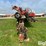 case-ih-1200-image-2