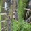 hagie-2100-image-12