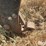 case-ih-3-image-13