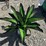 #137-•-metal-art---aloe-or-yucca-plant-image-1