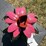 #94-•-metal-art---small-cactus-w/-pink-flower-image-3