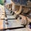 2019-caterpillar-308-cr-image-28