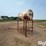 300-gal-fuel-barrel-on-stand-image-3