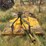 rotary-mower-image-2