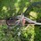 #9924-•-hydraulic-wooden-dump-wagon-image-9
