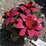 #109-•-metal-art---small-cactus-w/-pink-flower-image-3