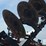 2024-case-ih-ecolo-tiger-875-image-18