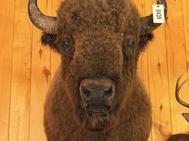 offsite---buffalo-mount-image-1