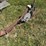 #415-•-single-bottom-plow-image-7