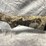 #10658-•-winchester-sxp-hybrid-hunter,-12-ga.-pump-action-shotgun,-sn:-tr6024-002161sp-image-10