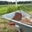 #52640-•-hutchinson-86'-grain-conveyor-945521-inv#52640-image-52