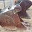 2009-central-fabricators-60-cu-yd-excavator-bucket-image-4