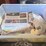 #413-•-fostoria-plates-image-3