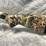 #10650-•-winchester-sx4,-12-ga.-semi-auto-shotgun,-sn:-pt26493yy11k-image-10