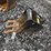 tag-12”-excavator-bucket-image-2