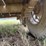 #52639-•-t/a-14'-gooseneck-utility-trailer-w/-~1,000gal-fuel-tank-inv#52639-image-12