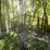 #6181-•-dog-kennel-image-10