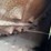 buffalo-springfield-steam-road-roller-image-59