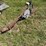 #415-•-single-bottom-plow-image-1