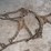 #1241-•-(2)-sets-of-tire-chains-image-8