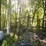 #6181-•-dog-kennel-image-1