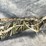 #10650-•-winchester-sx4,-12-ga.-semi-auto-shotgun,-sn:-pt26493yy11k-image-4