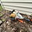#6155-•-(3)-pole-saws-image-3