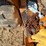 #52619-•-case-construction-king-rough-terrain-forklift-inv#52619-image-62