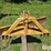 rhino-br-image-9