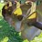 john-deere-eh1h1-image-20